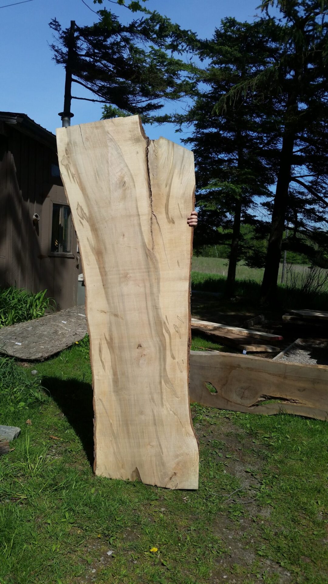 Walnut burl slabs